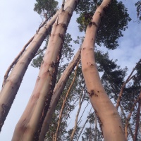 What is so great about Arbutus trees?